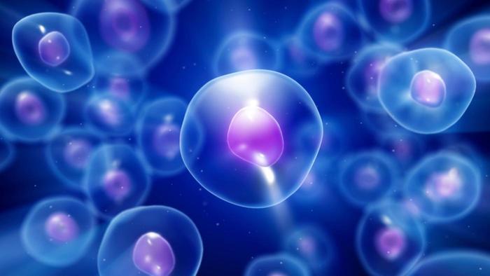 Organs Are a Combination of Old and Young Cells, New Research Revealed