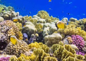 Saving Corals Is Becoming Reality With New Method Found Out By Scientists