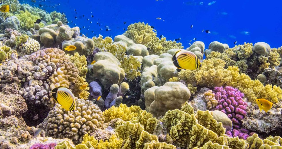 Saving Corals Is Becoming Reality With New Method Found Out By Scientists
