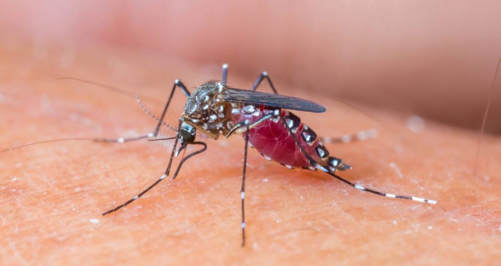 Specialists Advice the Population to Seek Protection from the West Nile Virus
