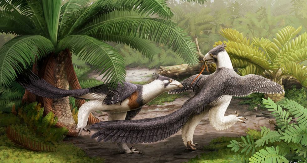 Bird Ancestor, Hesperornithoides Miessler, Discovered in North America