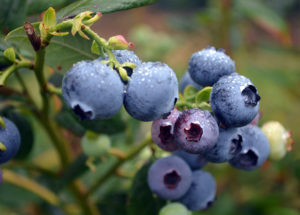 Blueberries Are Beneficial For Our Health, New Research Revealed