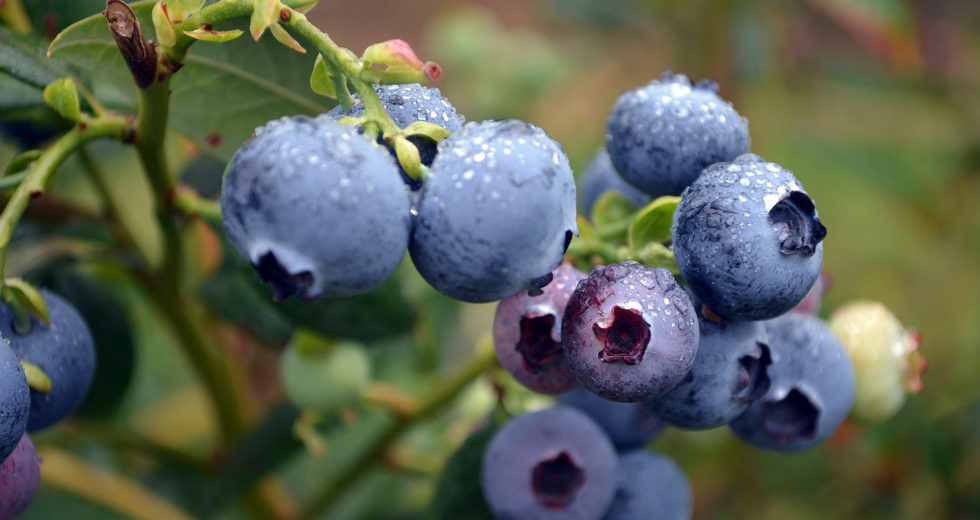 Blueberries Are Beneficial For Our Health, New Research Revealed