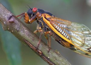 Deadly Fungus Turns Insects Into “Zombies,” Causing Their Extremities And Genitals To Fall Off
