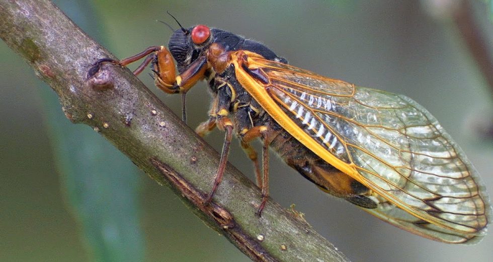 Deadly Fungus Turns Insects Into “Zombies,” Causing Their Extremities And Genitals To Fall Off