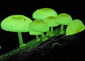 Fungi Are One Of The Most Bizarre Hunters In The Forests