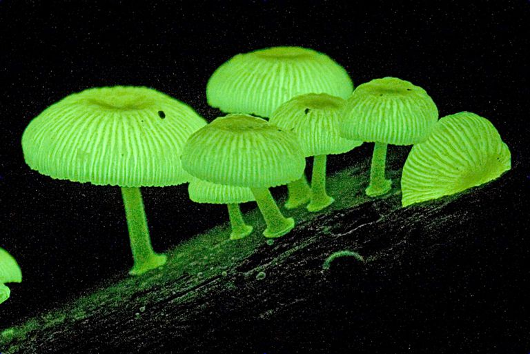 Fungi Are One Of The Most Bizarre Hunters In The Forests