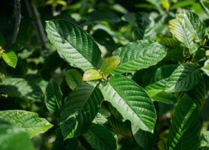 Kratom Is Unsafe For People’s Health, A New Study Concluded