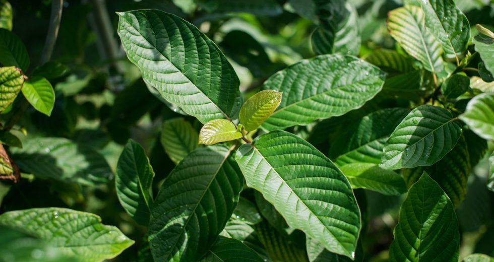 Kratom Is Unsafe For People’s Health, A New Study Concluded