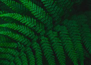 Plants Do Not Possess Conscious Awareness, A New Study Concluded