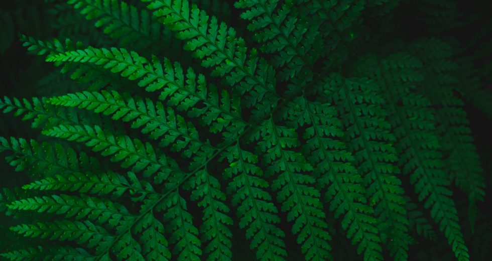 Plants Do Not Possess Conscious Awareness, A New Study Concluded