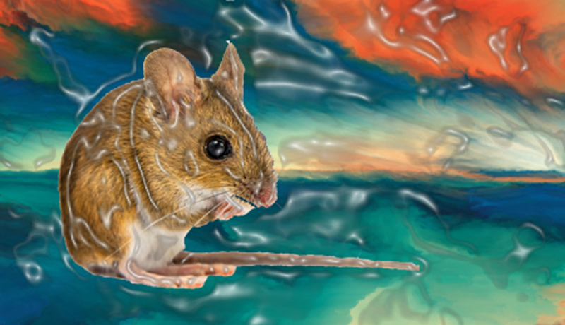 Scientists Produced Hallucinations In Mice Using Light