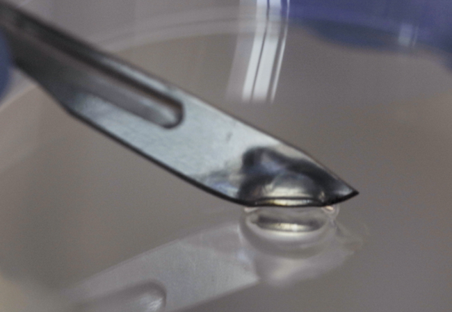 Virus-Based Gel That Kills Bacteria Created By Canadian Scientists