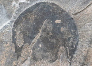 An Ancient Sea Creature Looked Like the Millennium Falcon