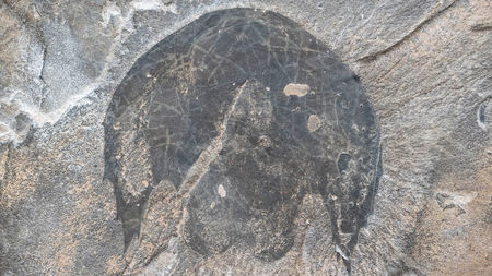 An Ancient Sea Creature Looked Like the Millennium Falcon