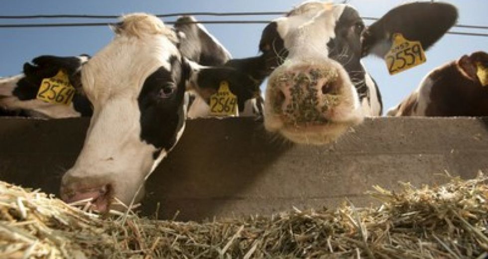 Cows Might Help Fighting Climate Change