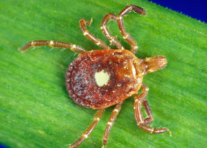 Ticks that Cause Red Meat Allergy are Spreading Across the US