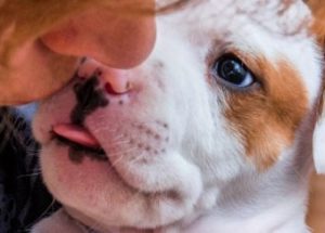 Woman’s Arms Get Amputated After The Dog Gave Her A Bacterial Infection