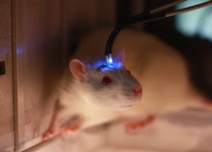 Aging Process Reversed in the Rat Brain by Scientists