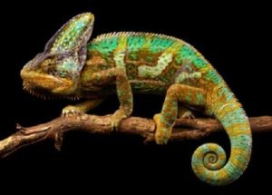 “Chameleon” Smart Skin Invented By Scientists Switches Colors When Exposed To The Sun