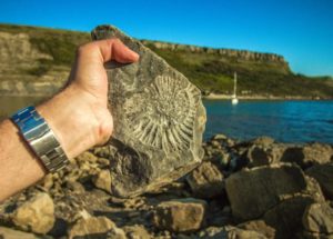 30-million-year-old little ‘Mold Pigs’ Identified by Scientists