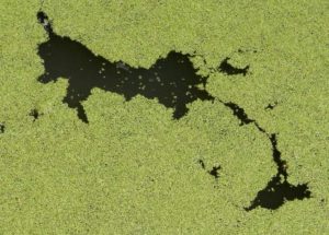 A New Study Argues that Toxic Algae are more Abundant