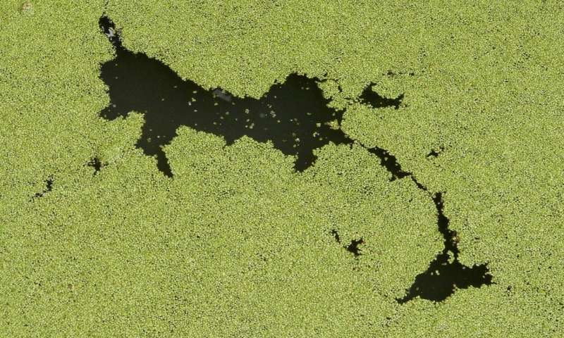 A New Study Argues that Toxic Algae are more Abundant