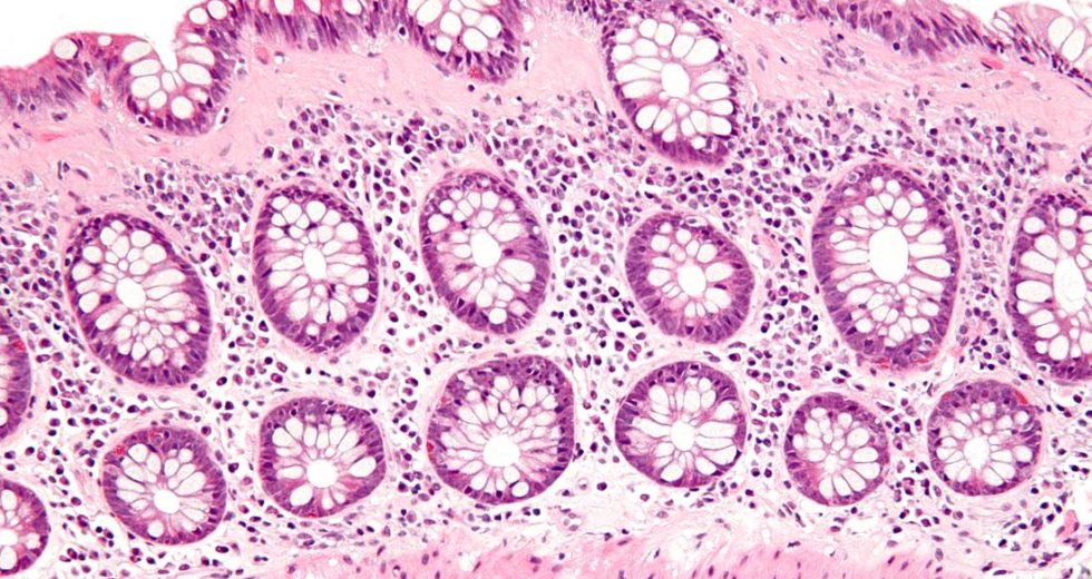 Give your body’s connective tissues the support they need with Collagenics