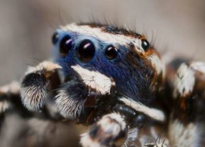 Male Spiders Are Revealing Their Sensitive Side