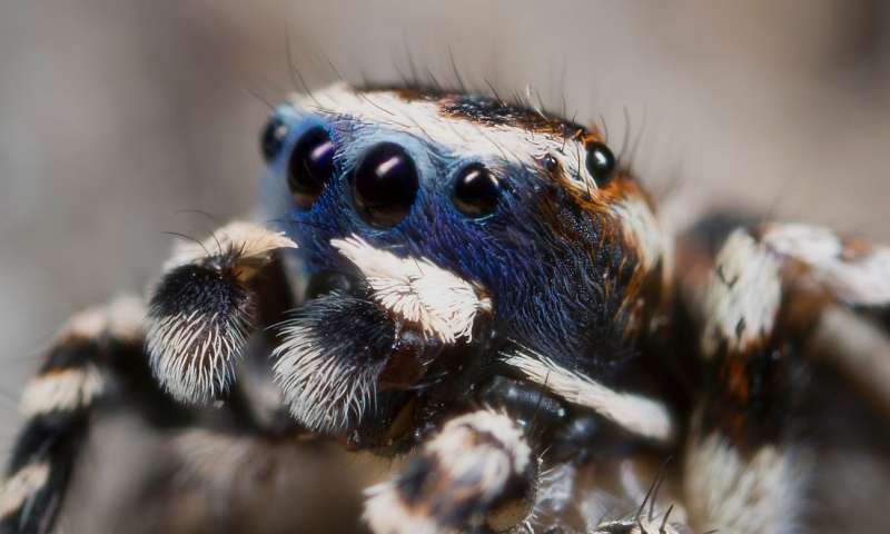 Male Spiders Are Revealing Their Sensitive Side