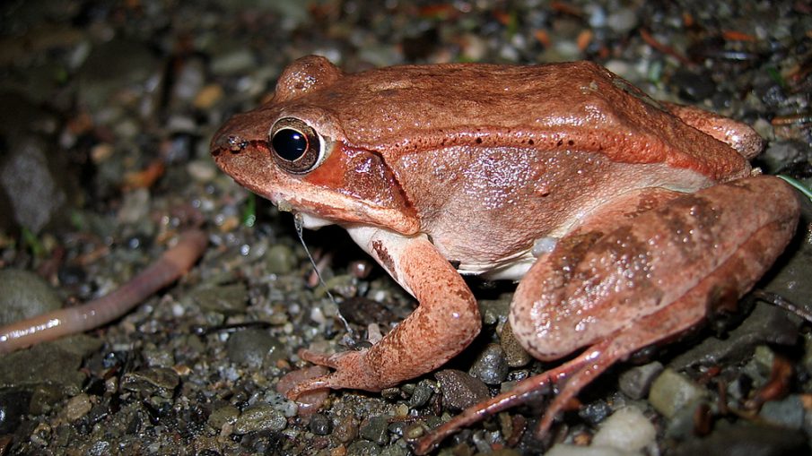 The Clever Method used by a Toad to Escape Danger