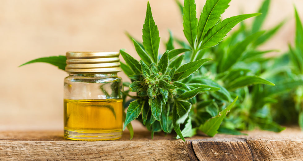 CBD and Weight Loss: What There Is To Know