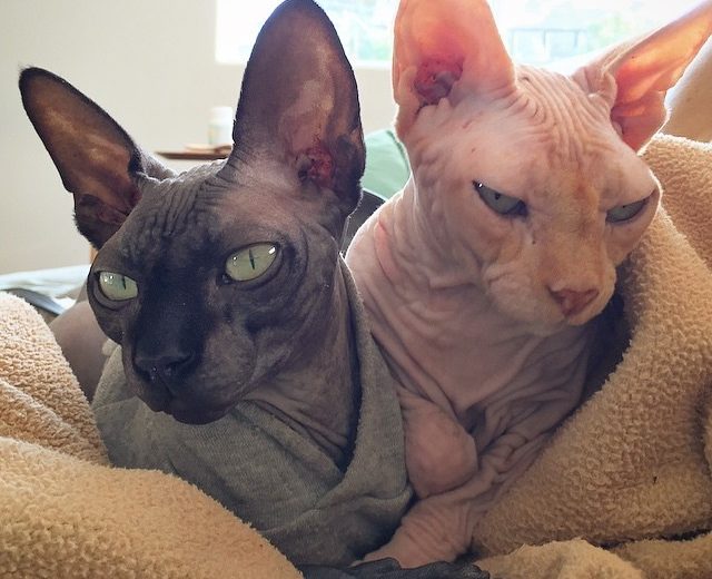 4 Tips to Stay Healthy Around Pets