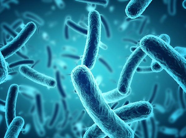 Bacteria use an Interesting Mechanism to Survive in the Human gut