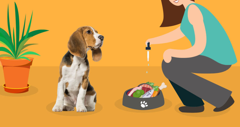 Tips on How to Give CBD Oil to Your Dogs