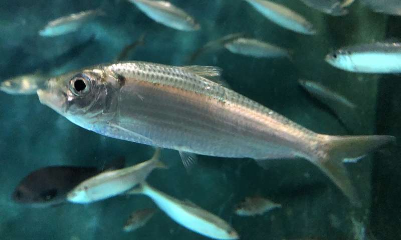 Female Fish Can Breed Outside Their Own Species, They Just Don’t Need to Be That Picky
