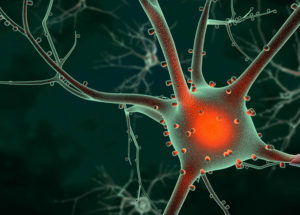 Mind-Blowing Discovery in Neuroscience: Information From Neurons Can Take Unexpected Turns