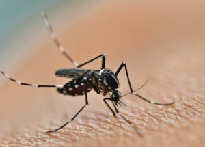 Engineered Mosquitoes Are Fully Resistant to Dengue Virus