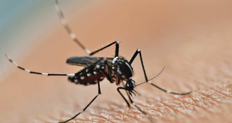 Engineered Mosquitoes Are Fully Resistant to Dengue Virus