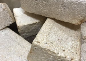 NASA Could Make Future Homes on Mars out of Fungi