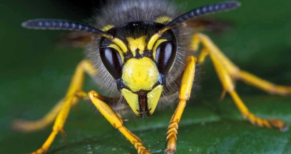 New Species of Wasps Can Turn Prey Into Zombie Slaves