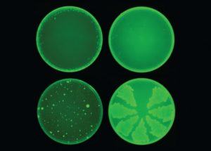 Artificial Intelligence Found Powerful Antibiotics, Helping Us Winning The Battle With Superbugs