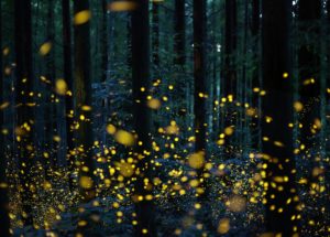 Fireflies Are On The Brink Of Extinction, And That Affects Entire Ecosystems