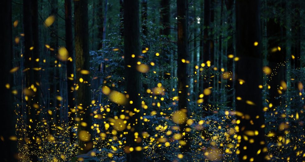 Fireflies Are On The Brink Of Extinction, And That Affects Entire Ecosystems