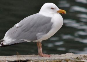 The Herring Gull Is Using Humans to Choose Its Food