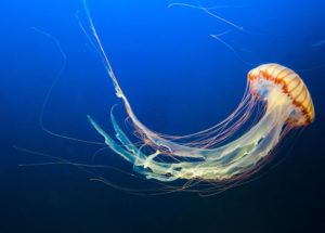 Surprising Jellyfish Attacks Other Creatures With “Mucus Grenades”