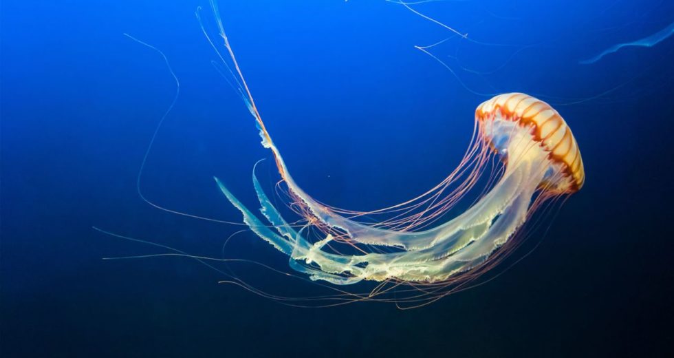 Surprising Jellyfish Attacks Other Creatures With “Mucus Grenades”