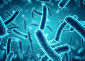 Microbes Are The Key To Improved Health And Slower Aging