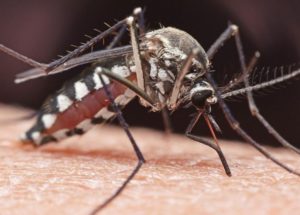 Scientists Shed More Light On How Mosquitoes Pick Their Targets