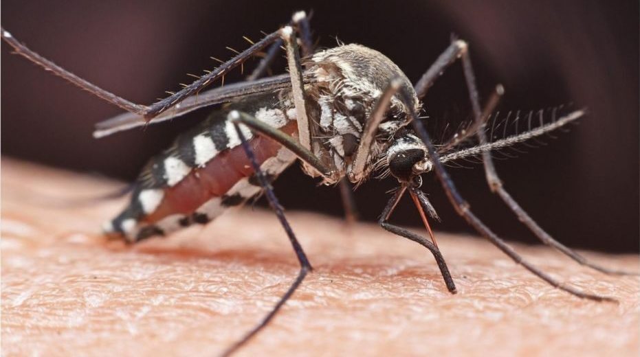 Scientists Shed More Light On How Mosquitoes Pick Their Targets